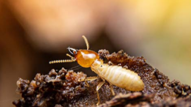 Best Pest Control Delta Solutions for Effective and Reliable Results