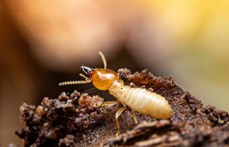 Best Pest Control Delta Solutions for Effective and Reliable Results