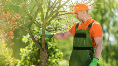 Why Professional Tree Services Keep Your Property Safe