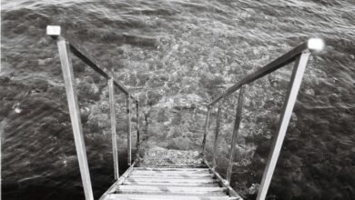 filmywala platform overview summary