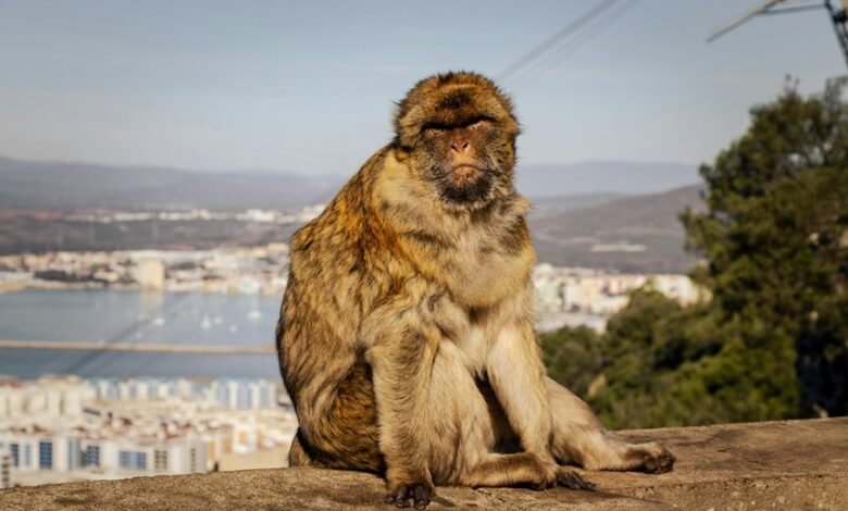 flashscore mobi livescores guide