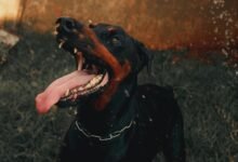 digital tracking alert summary