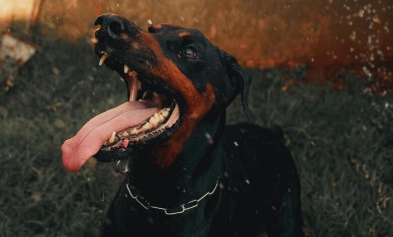 digital tracking alert summary