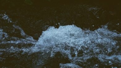 omega stream momentum analysis